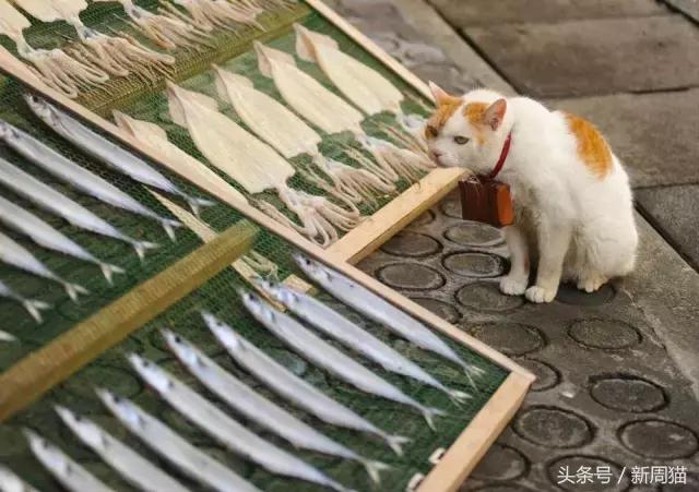 我们也可以像猫咪一样自由吗 (和猫一样的旅行)