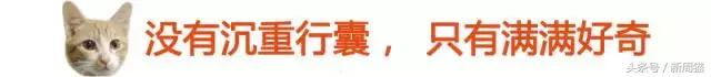 我们也可以像猫咪一样自由吗 (和猫一样的旅行)
