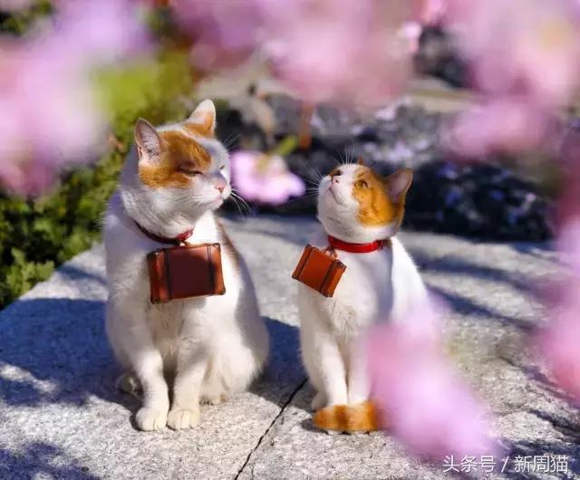 我们也可以像猫咪一样自由吗 (和猫一样的旅行)