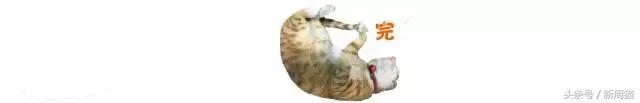 我们也可以像猫咪一样自由吗 (和猫一样的旅行)