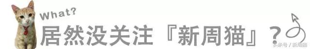 我们也可以像猫咪一样自由吗 (和猫一样的旅行)