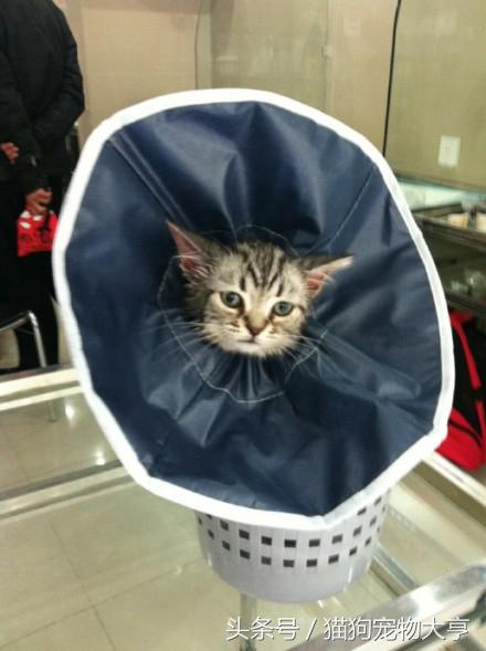 猫猫脾气不好怎么改善,猫猫脾气不好怎么办