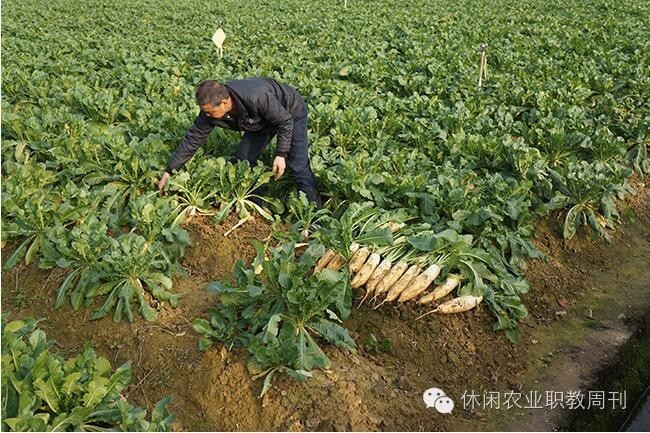 原来农业也可以运用科技,原来的稻地能种萝卜吗
