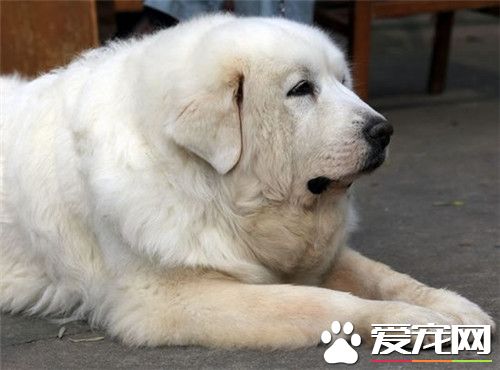 大白熊犬能看家护院吗,大白熊犬聪明排名