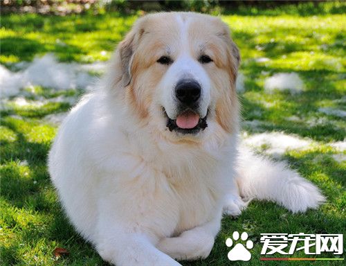 大白熊犬能看家护院吗,大白熊犬聪明排名