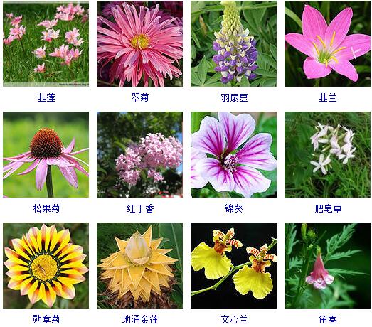 这里有500种花卉等你来认领！很多人都收起来当宝典啦！