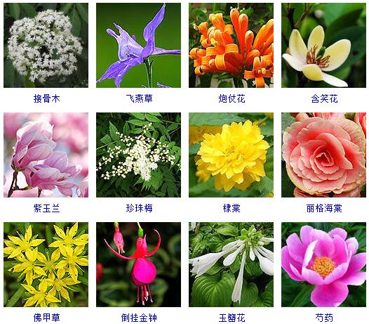 这里有500种花卉等你来认领！很多人都收起来当宝典啦！