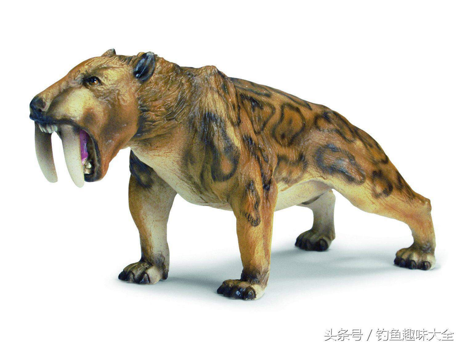 熊猫在熊类战斗力排名,熊猫战斗力有多强野外遇见老虎