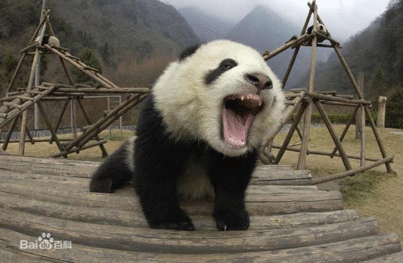 熊猫在熊类战斗力排名,熊猫战斗力有多强野外遇见老虎