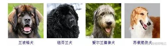 狗狗品种大全按体型智商怎么分,聪明狗狗品种大全及图片及名字