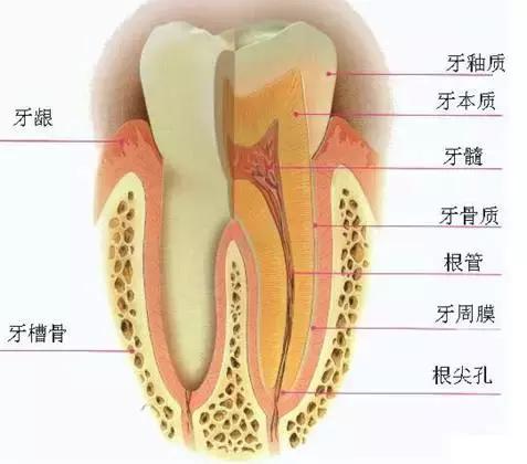 厉害了！她用缝衣针来治疗牙疼
