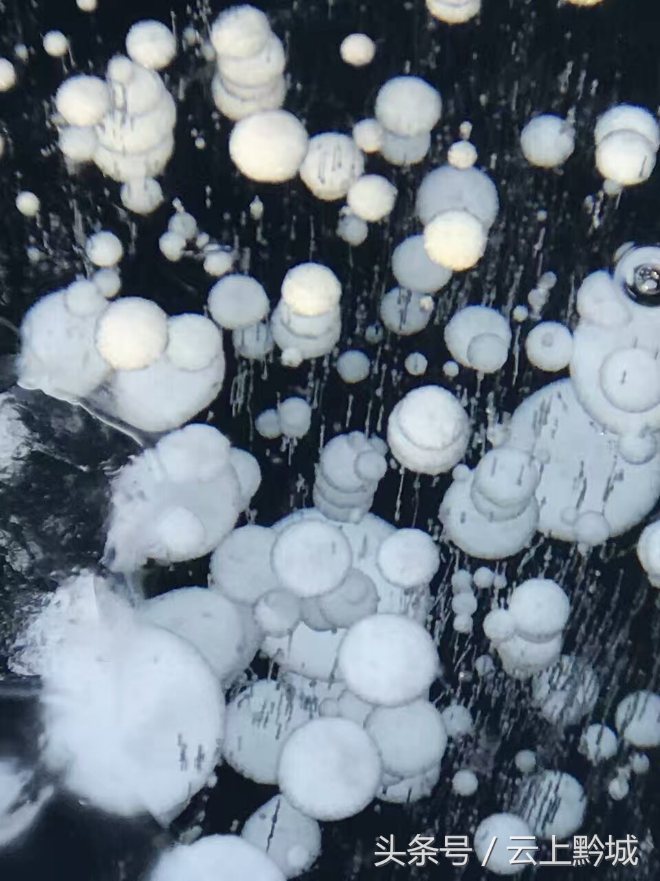 北海的冬天依然绿树成荫,冬天的北海让人忘记了寒冷