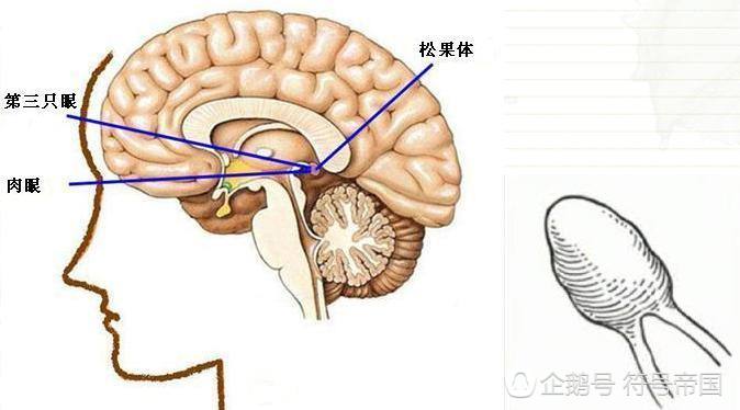 天眼真的有阴阳眼吗,神奇的眼睛真的存在吗