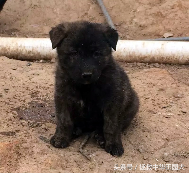 中华田园犬最好的犬种,中华田园犬本土犬种禁养