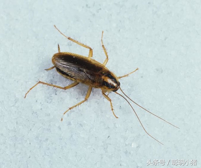 哪些生物可能爬进你体内？