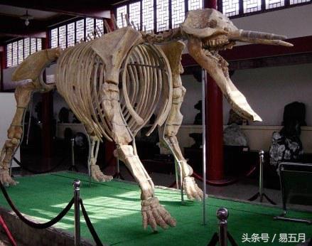 史前象科：大家伙们成为了早期人类的肉类仓库