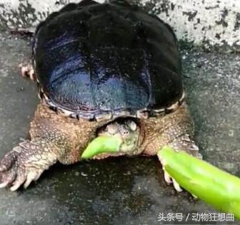 鳄龟被主人吃,喂鳄龟吃东西鳄龟害怕