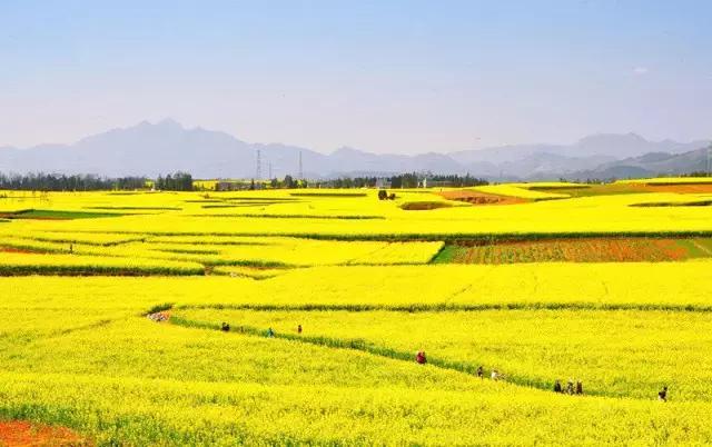用VR看花海是种怎样的体验？这周就去免费看~