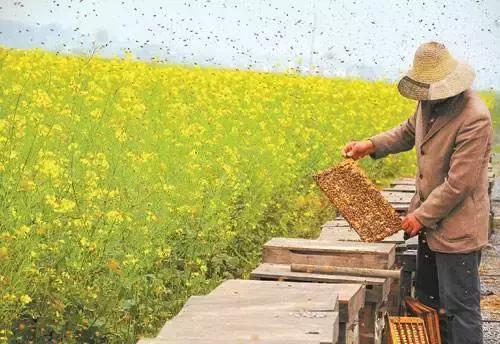 用VR看花海是种怎样的体验？这周就去免费看~