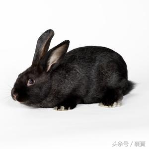 不是*局骗**但是赚钱很难，4种毛皮动物发展受阻