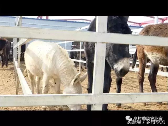 养驴场大规模养驴,年入百万不是能力而是选择