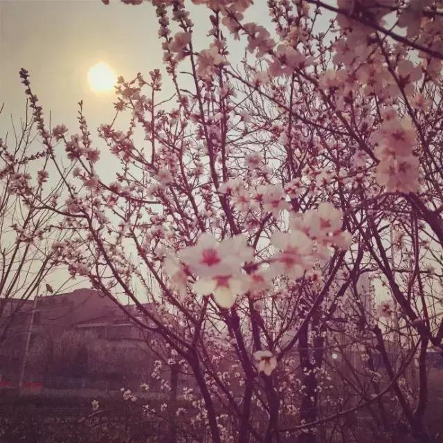 美爆了春天好去处,天津春天赏花的地方有哪些推荐