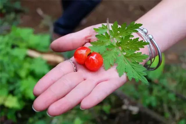 攀枝花的樱桃桑葚熟了,攀枝花樱桃口感