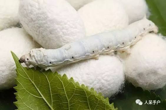 可爱的蚕宝宝怎么做,可爱的蚕宝宝