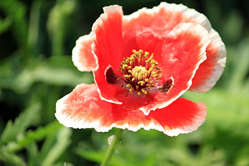 虞美人的花多彩丰富，薄薄的花瓣质薄如绫，光洁似绸，飘然欲飞