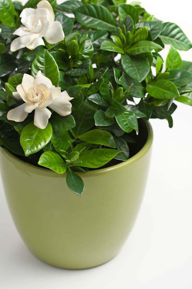 栀子花黄叶怎么补救最快,栀子花黄叶了怎么补救