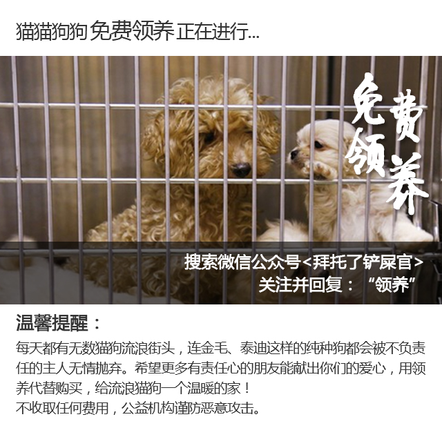 养猫家里异味怎么处理,租房养猫搬走如何消除异味
