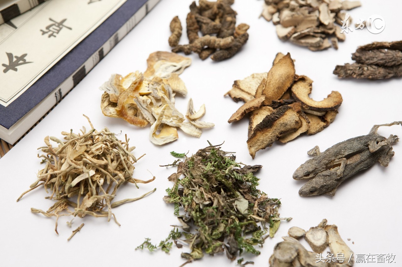 传支！传喉！禽流感！其实有个治疗它们的传统妙方！建议养殖户收藏备用