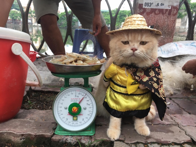猫咪贴面膜,给猫咪敷面膜