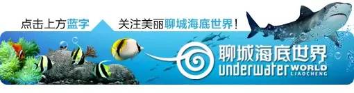 聊城市海底世界,聊城海底世界真实视频