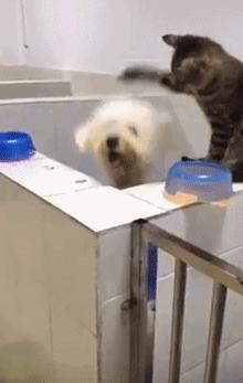 猫咪贴面膜,给猫咪敷面膜