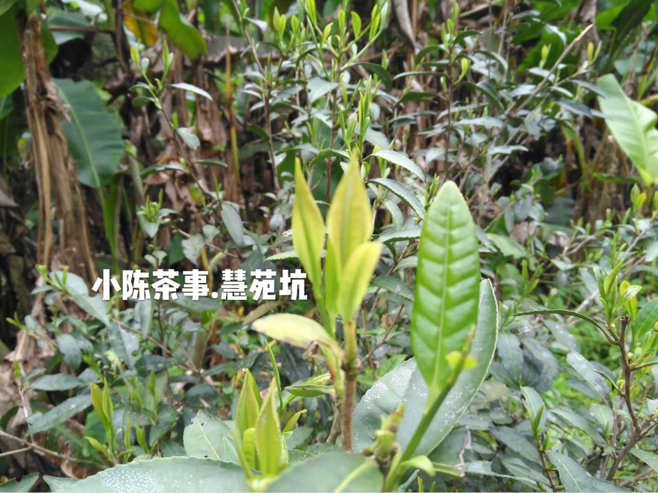 普洱茶和六堡茶白茶岩茶,绿茶岩茶红茶白茶的区分