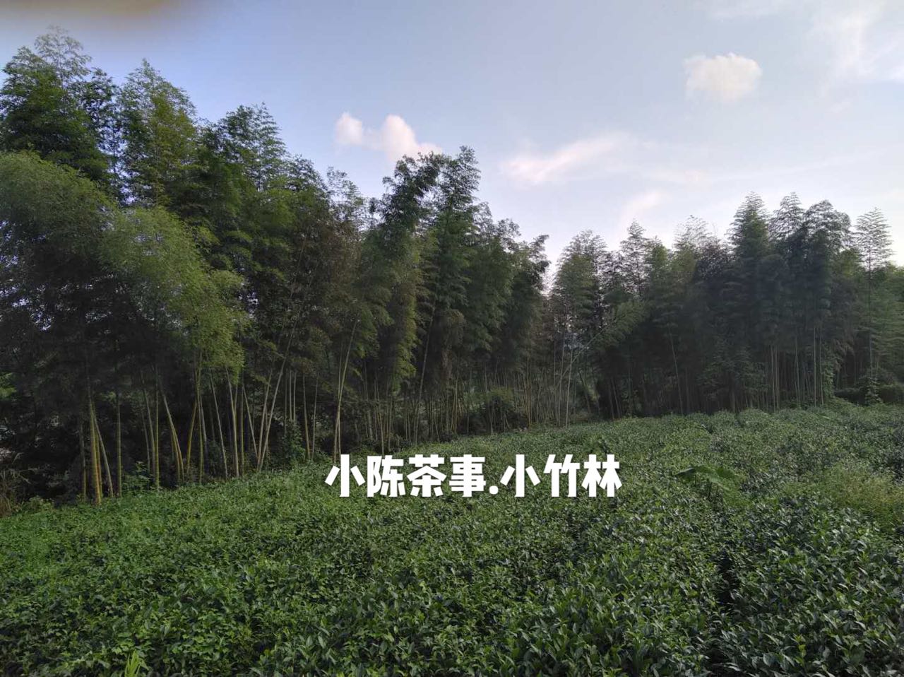 普洱茶和六堡茶白茶岩茶,绿茶岩茶红茶白茶的区分