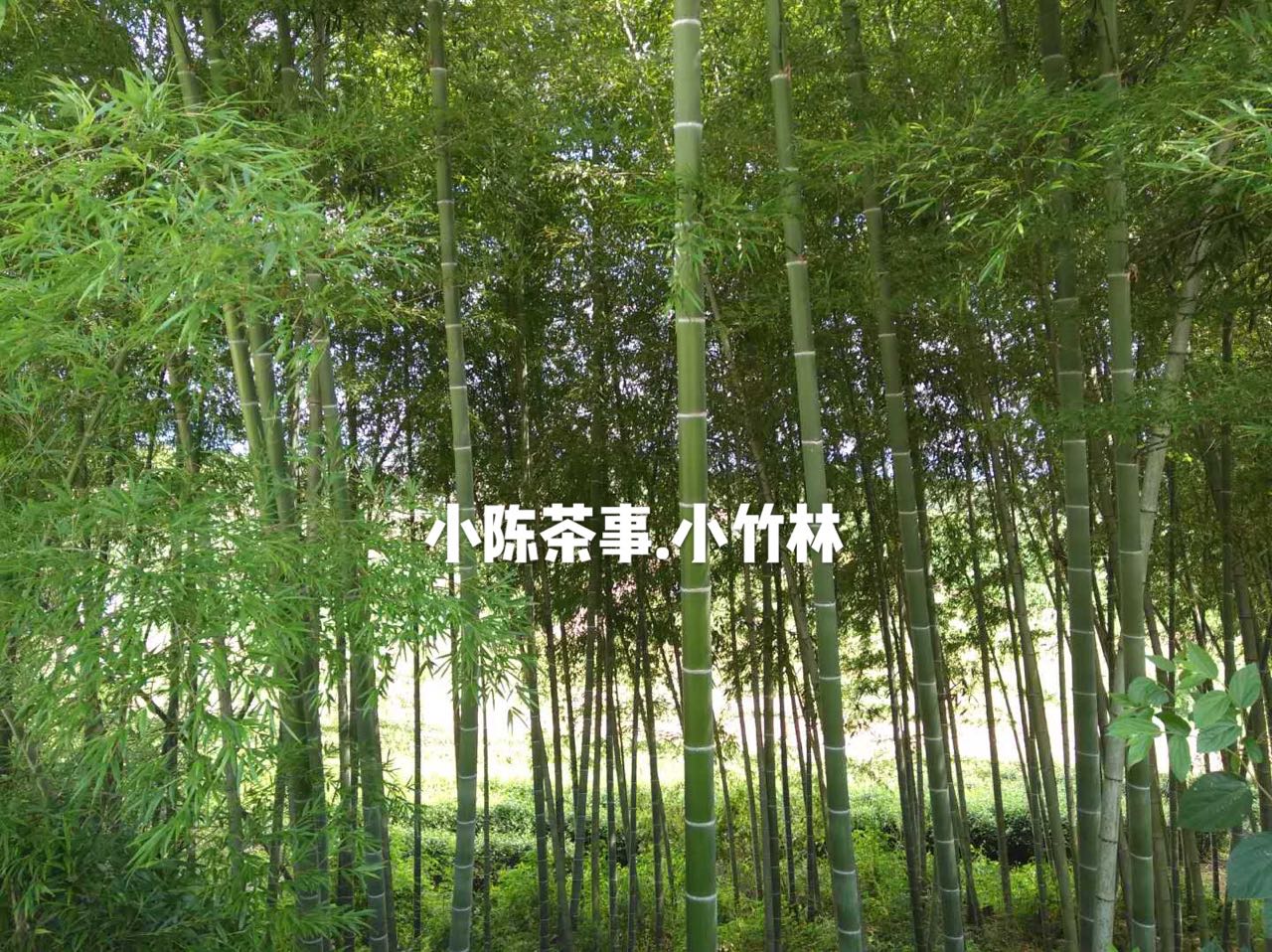 普洱茶和六堡茶白茶岩茶,绿茶岩茶红茶白茶的区分