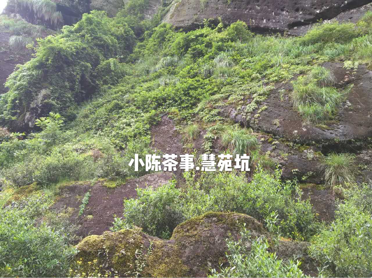普洱茶和六堡茶白茶岩茶,绿茶岩茶红茶白茶的区分