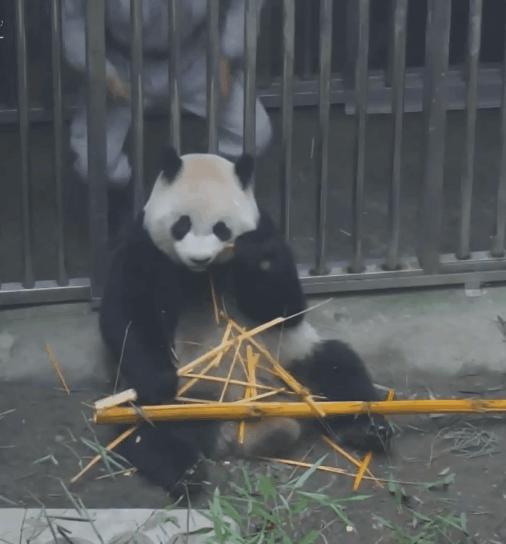 员工辞职理由怎么写,员工辞职申请需求审批吗