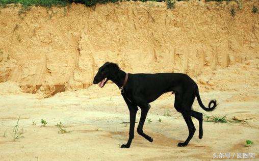 中国名犬细犬,中国十大顶级打猎名犬品种