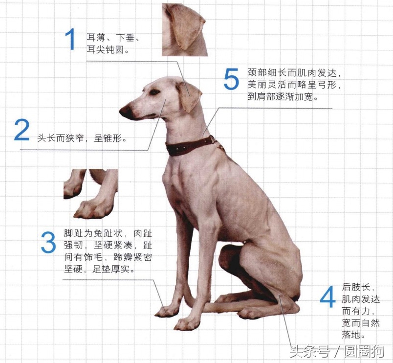 中国名犬细犬,中国十大顶级打猎名犬品种