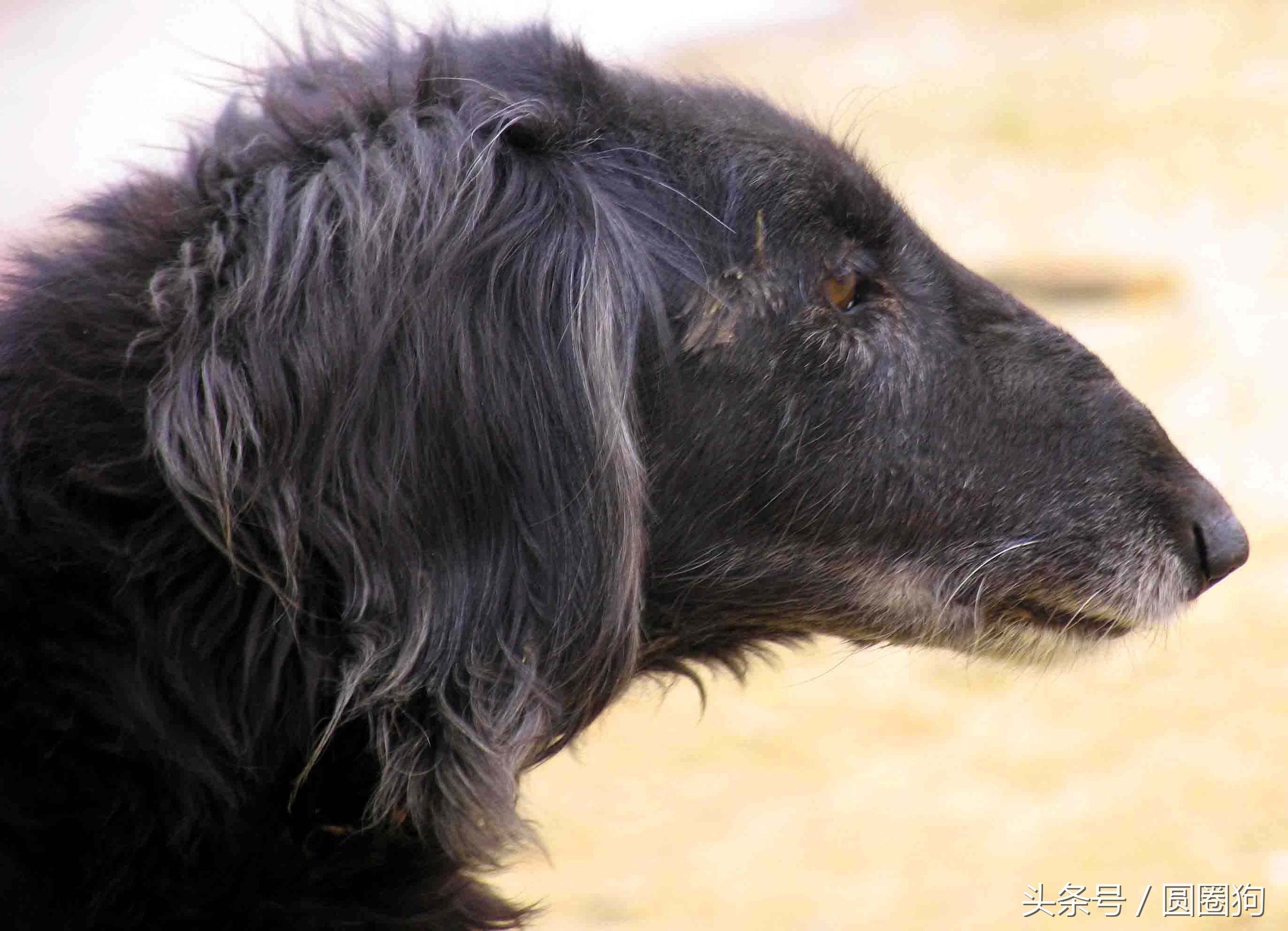 中国名犬细犬,中国十大顶级打猎名犬品种