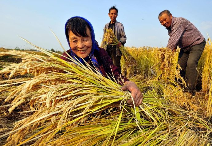 中国大米种植历史,中国大米是谁发明的