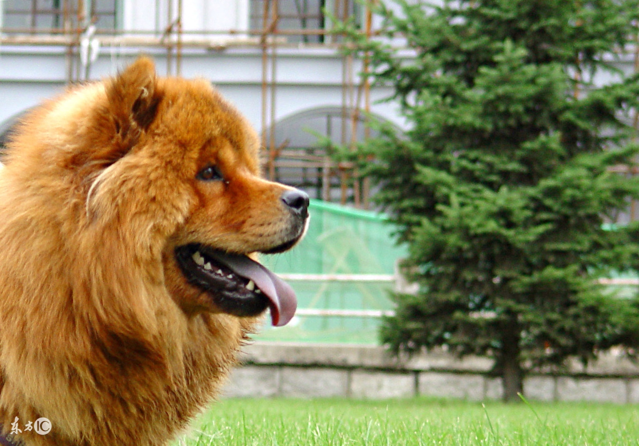 松狮犬属于什么类型的犬,松狮犬是什么类型的狗狗