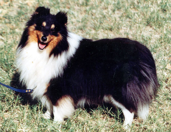 喜乐蒂牧羊犬短毛,苏格兰牧羊犬vs喜乐蒂牧羊犬