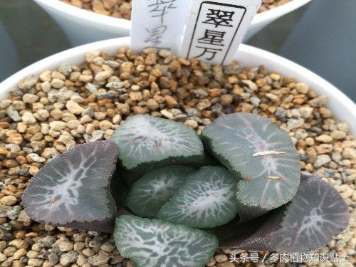 日本也买假货？这些多肉植物就是铁证！