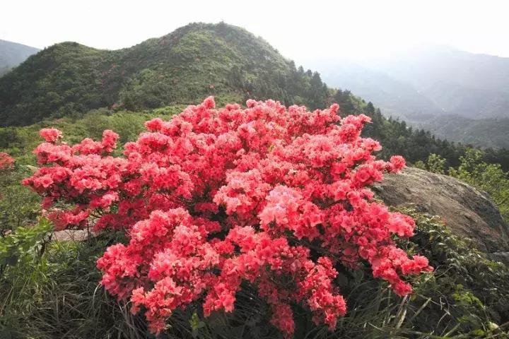 杜鹃花的鉴赏方法,关于杜鹃花的养护知识资料