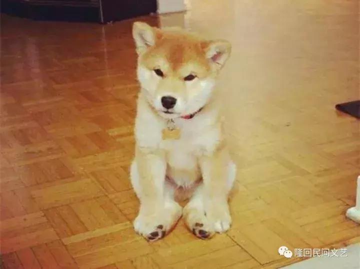 隆回汉子的人狗情缘，养的狗腿子“依依”