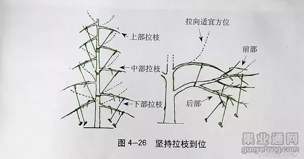 汪景彦苹果树傻瓜式修剪技术详解,傻瓜式苹果小树修剪技术